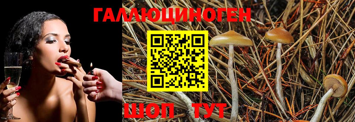 Боровичи  Псилоцибиновые грибы Cubensis  Вход с VPN 